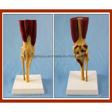 Desk Type Model Human Knee Joint Model with Muscles and Ligaments